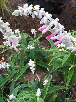 SALVIA leucantha Velour Pink